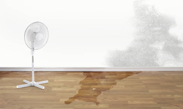 Best Basement water damage restoration  in Southern Shops, SC